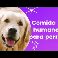 Comida de humano para perros- La Caja Verde