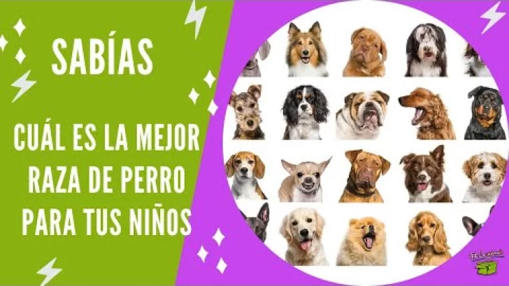 Cuál es la mejor raza de perro para tu familia- La Caja Verde