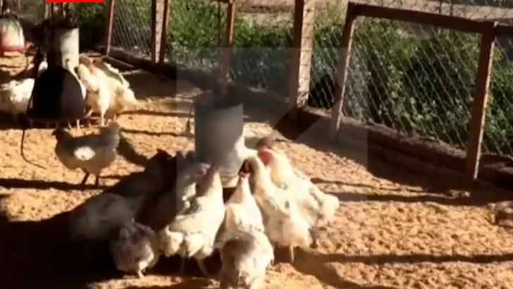 Regalar gallinas para no perder dinero alimentándolas, consecuencia del cierre fronterizo