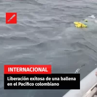 Liberación exitosa de una ballena en el Pacífico colombiano