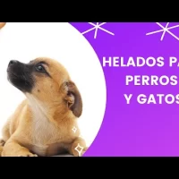 Helados para perros y gatos