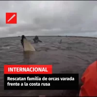 Rescatan familia de orcas varada frente a la costa rusa