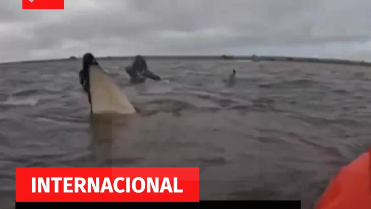 Rescatan familia de orcas varada frente a la costa rusa