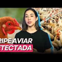 RD SUSPENDE compra de pollo de Brasil por ALERTA sanitaria