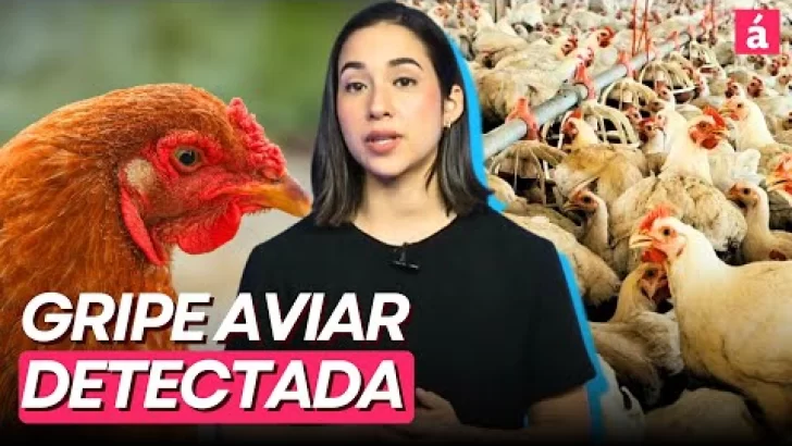 RD SUSPENDE compra de pollo de Brasil por ALERTA sanitaria