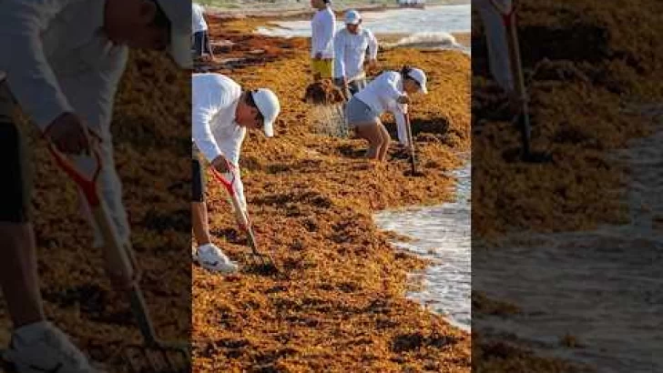 Invasión de SARGAZO perjudica playas dominicanas