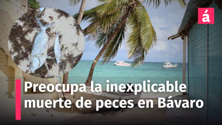 Preocupa un reporte de inexplicable mortandad de peces en Bávaro