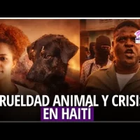 Crueldad animal y crisis en Haití bajo la lupa de Mirada Femenina