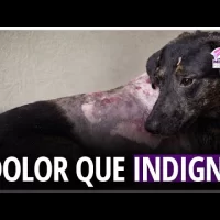 Caso de crueldad animal sacude RD: juicio por perra quemada y el debate sobre la ley