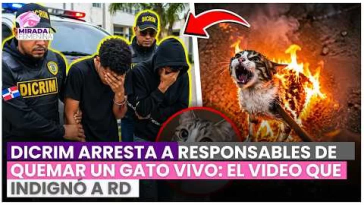 DICRIM arresta a responsables de quemar un gato vivo: el video que indignó a RD
