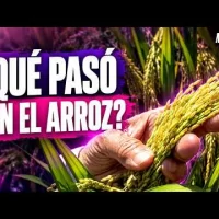 Aranceles al arroz y DR-CAFTA: ¿qué pasó con el decreto 693-24? | Mirada Femenina